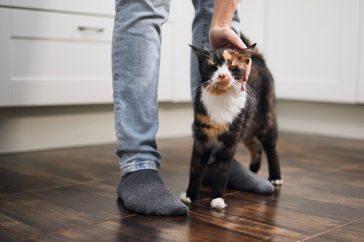 猫が飼い主さんの『あとをついてまわる』…これって良くない？考えられる理由5つと対処法