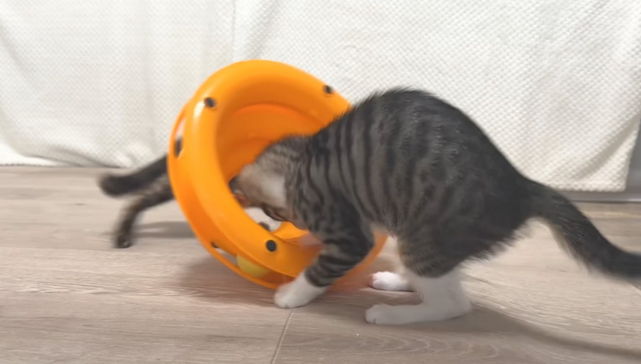 『おもちゃで遊ぶ子猫』を見ていたら…完全に想定外な『まさかの使い方』をする様子に笑っちゃう人が続出「個性あふれてるね」「遊び方が豪快ｗ」