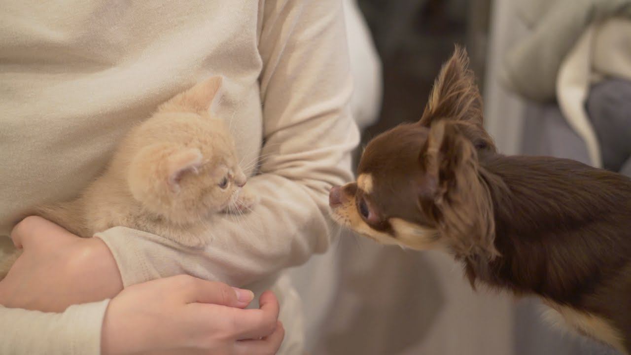 先住犬と子猫が出会って1週間…絆を深めていく過程が感動的すぎると1万8000再生「涙が止まらなかった」「久々に泣いた」の声