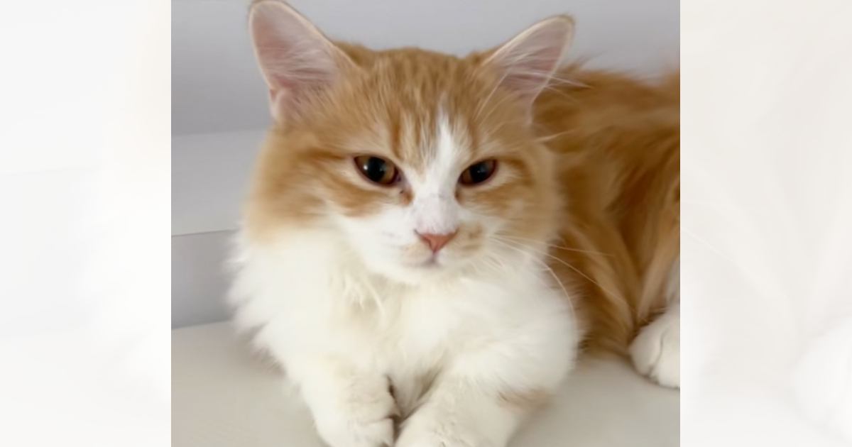 目を覚ました猫に『ごはん食べよう』と声をかけたら…たまらなく愛おしい『想定外の瞬間』が31万再生「可愛すぎて泣けた」「お誘いがうまいｗ」