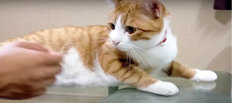 やりすぎ注意！猫ちゃんのお腹をワサワサ♪