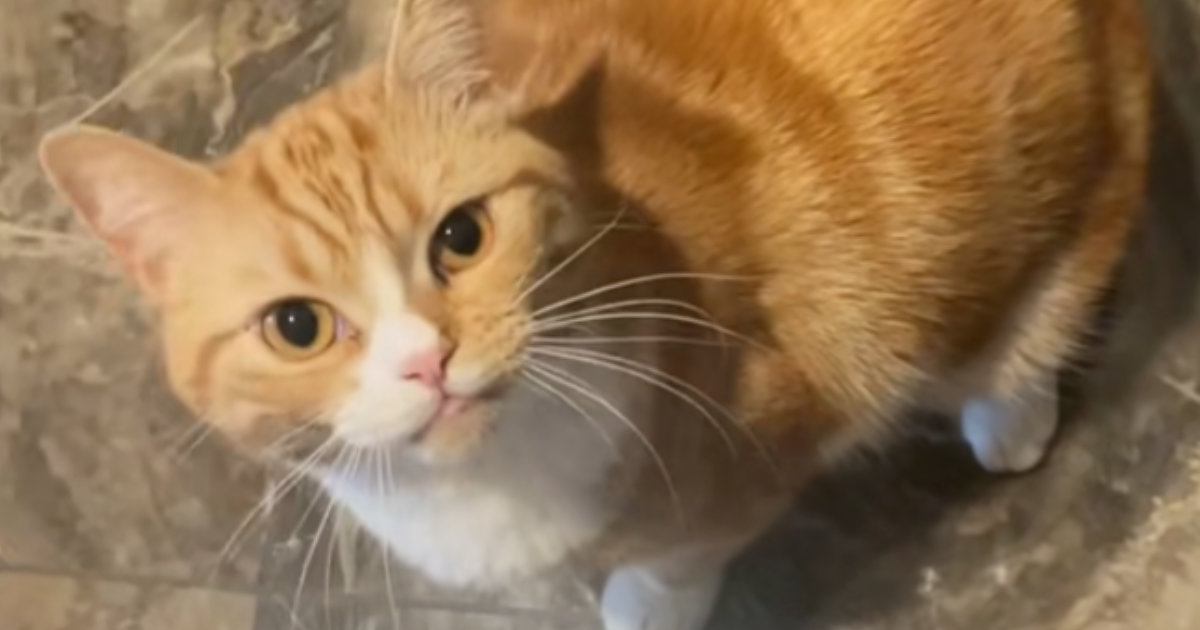 帰宅が遅くなってしまった猫の飼い主さん→玄関の扉を開けると…尊い"お出迎えの光景"が32万再生「愛おしくてしょうがない」「全力ｗ」