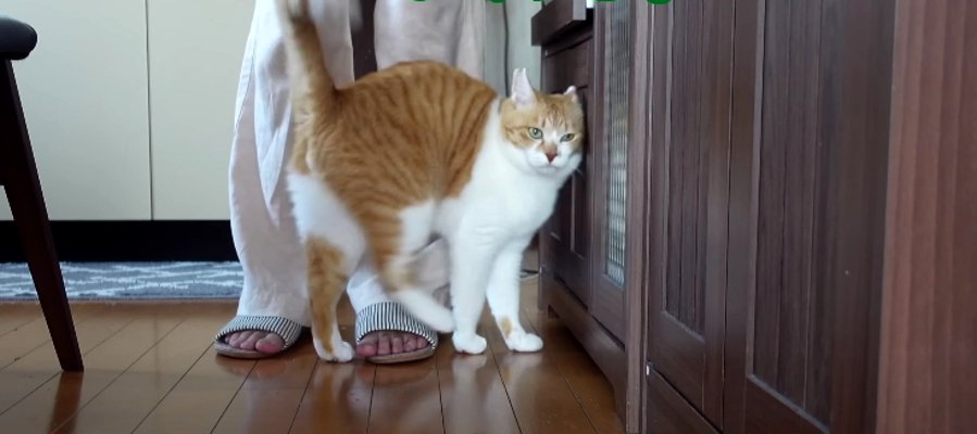 『カリカリよりもおやつ…』お気に入りのおやつを大量にゲットした猫ちゃん♡