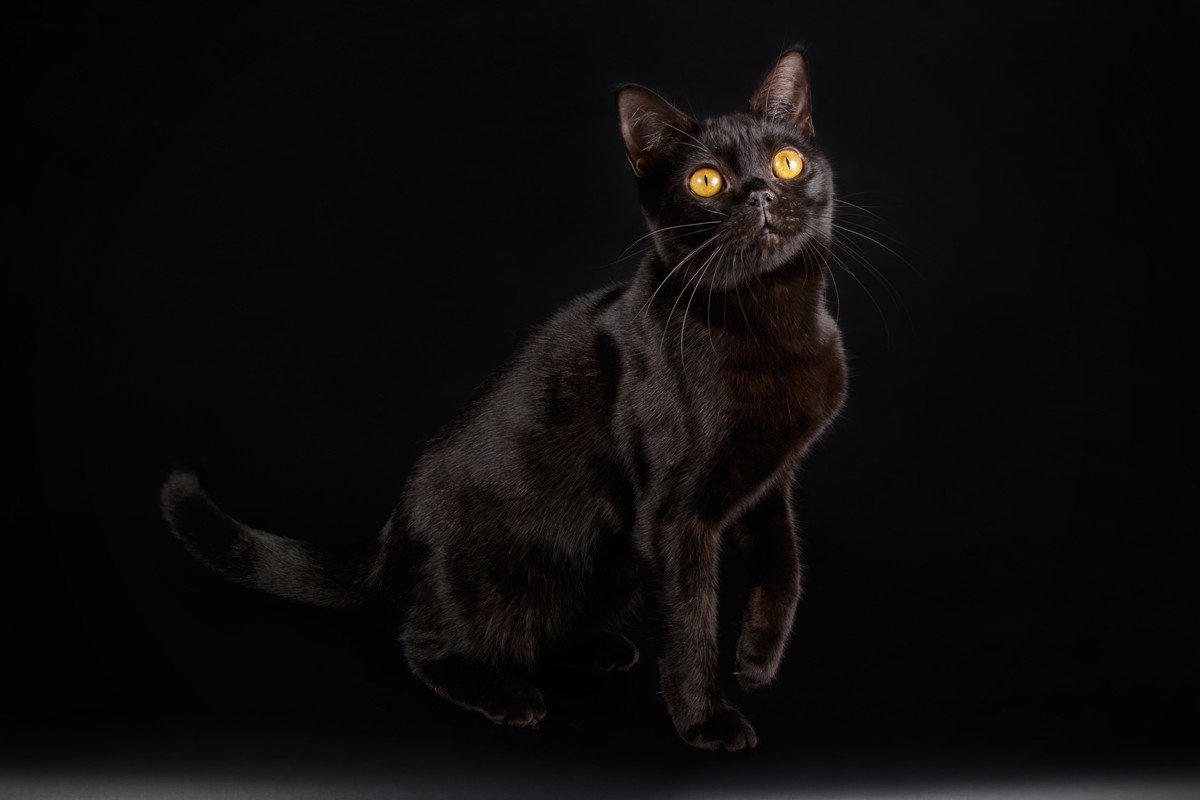 『黒猫』がいる代表的な純血種4選　日本猫以外にもいっぱいいる！