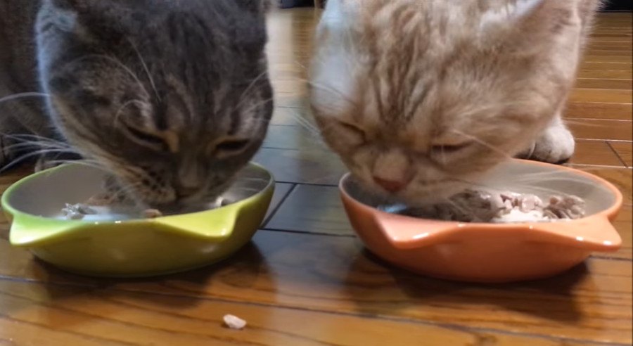 猫ご飯を3分クッキング♪