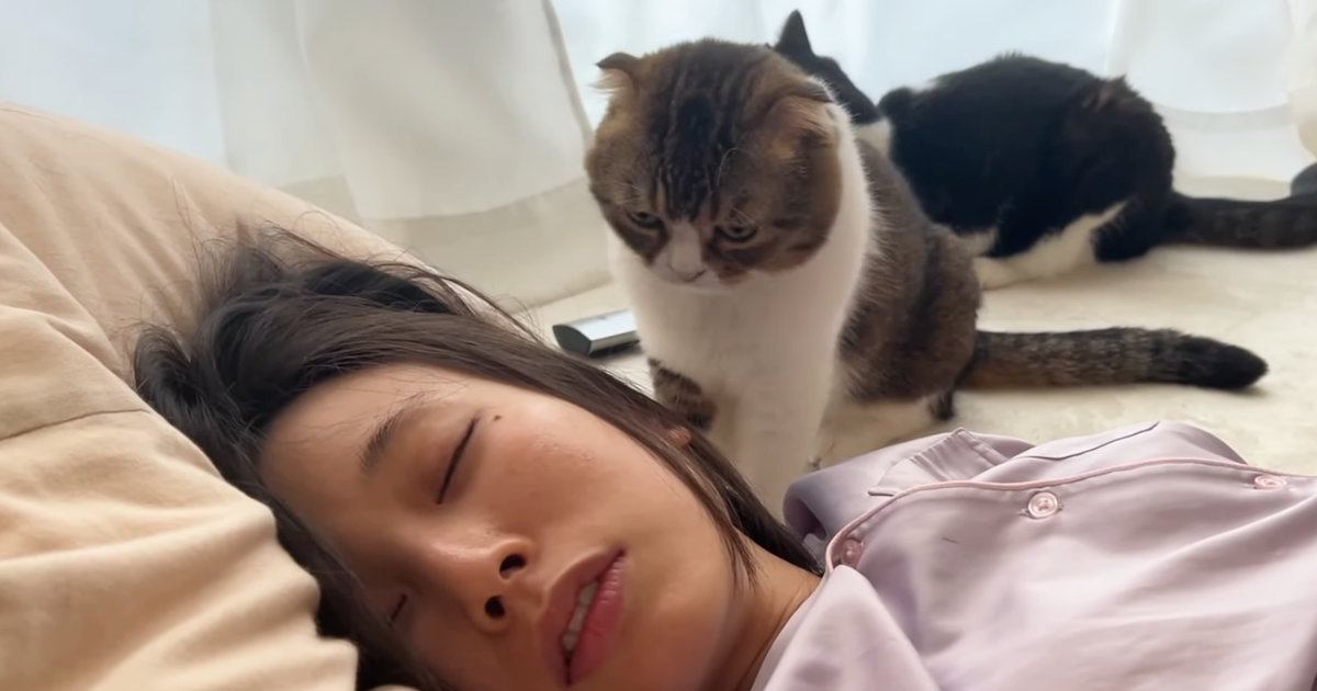 『二度寝するママ』を起こしたい猫→奮闘した結果…まさかの展開が可愛すぎると93万再生「最終決戦がおもろいｗ」「マジ笑った」と爆笑の声