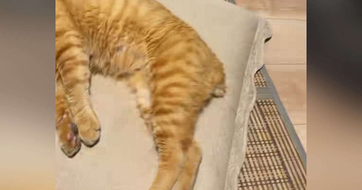 暑い夏、冷房の効いた涼しい部屋で猫が…とっても幸せそうな光景に癒される人が続出「気持ちよさそうｗ」「めっちゃリラックスｗ」と13万再生