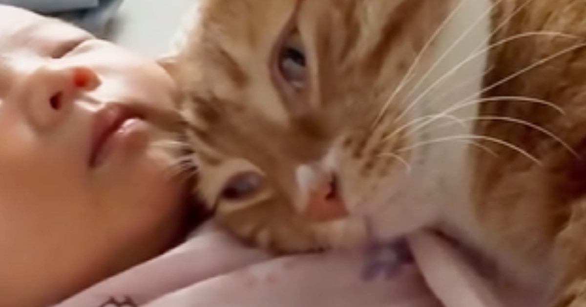 腕の中で眠る赤ちゃん→そばで猫も寝始めて……可愛すぎる『お昼寝中の様子』に「天使しかいない」「天国に迷い込んだかと思った」と悶絶の声