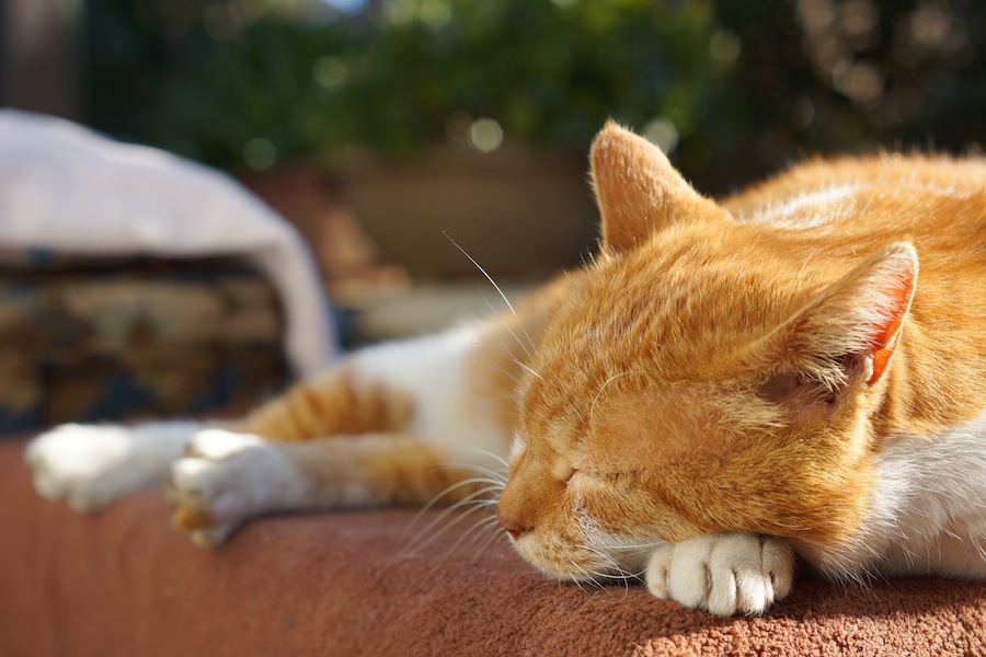 猫を飼う時はどれぐらい費用がかかる！？知っておきたいお金の事