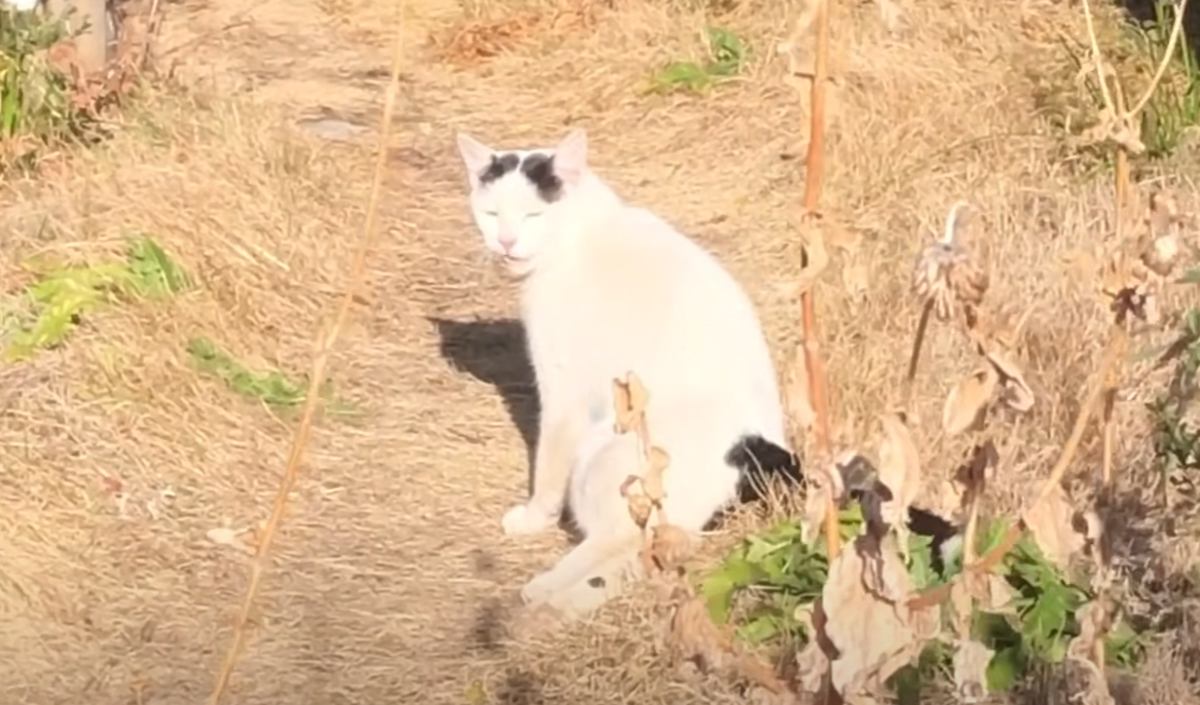 庭に現れた『足の動かない猫』を家族に迎えた結果→2年が経過した現在は……「涙がでてしまった」「奇跡の子だね」と感動する人続出