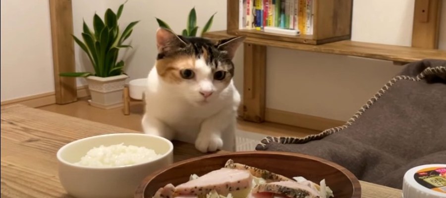 チキンをロックオンした猫ちゃんと夕飯をかけた攻防戦！