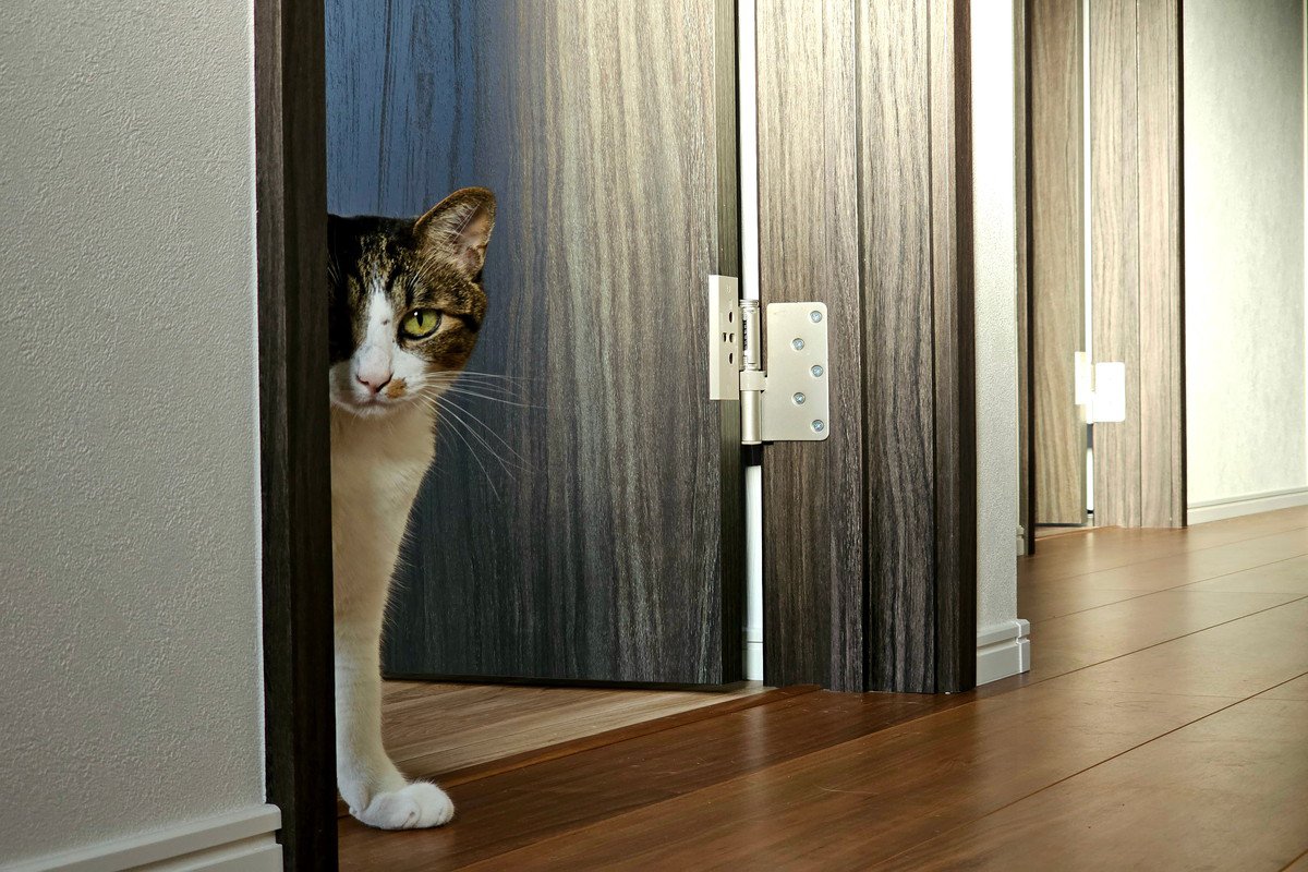 猫が飼い主さんに『クレーム』を入れたいときのサイン　言っていそうな5つの文句とともに解説！
