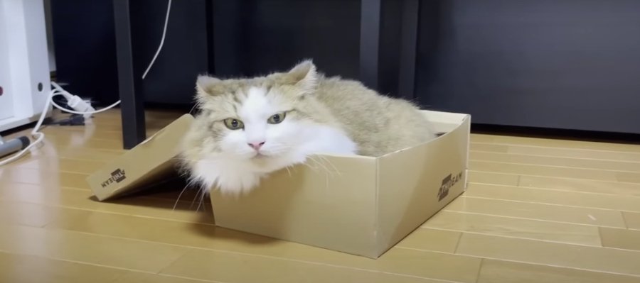 気分はマイ書斎？お気に入りBOXを死守する姿が可愛いパパ猫さん