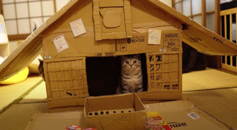 ご利益あるかも？手作りねこ神社のねこ神様になった猫ちゃん♡