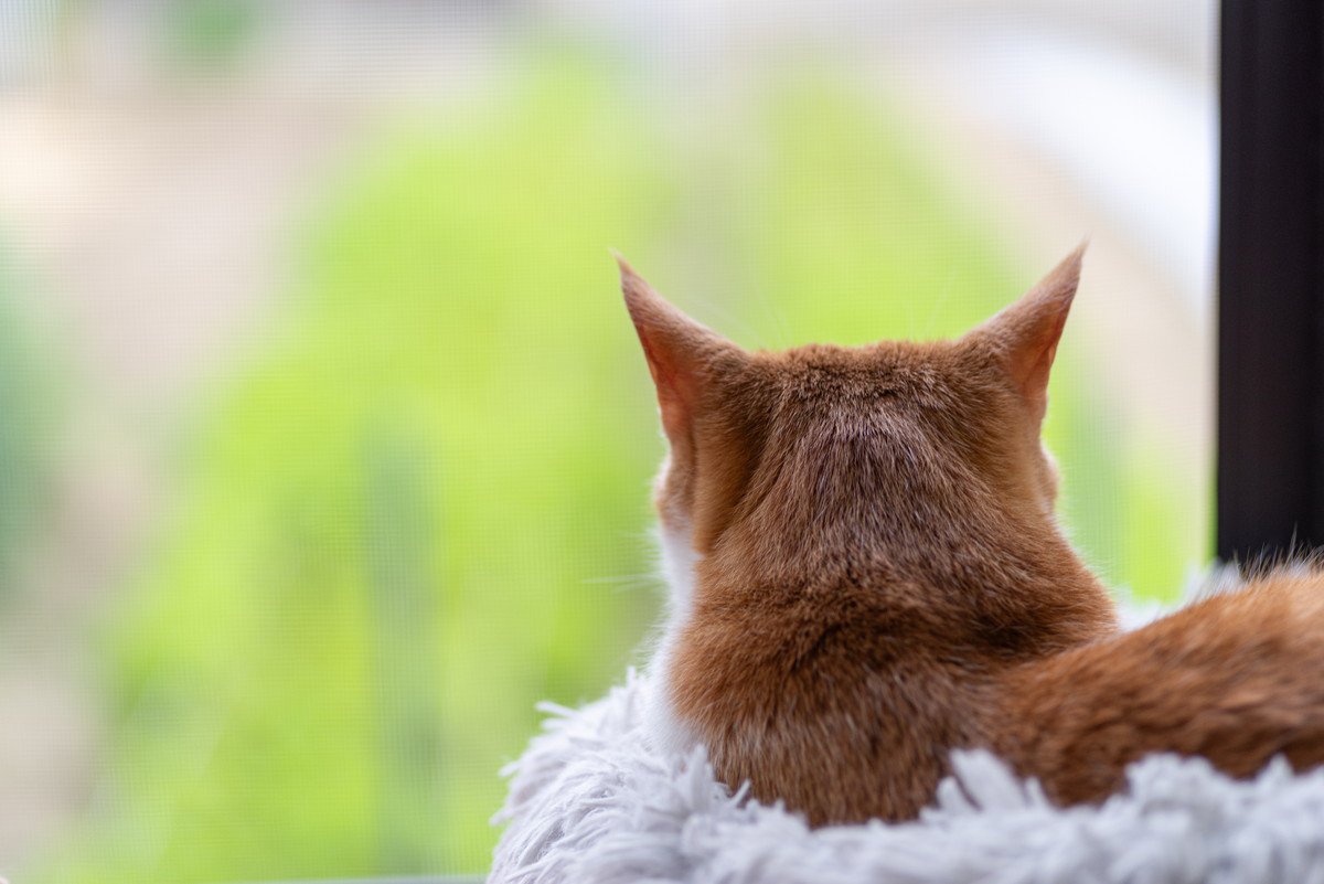 大切な愛猫を亡くした知人にしてあげられる3つのアイデア　お花を送ったり寄り添ったり…気をつけるべきNG行為も