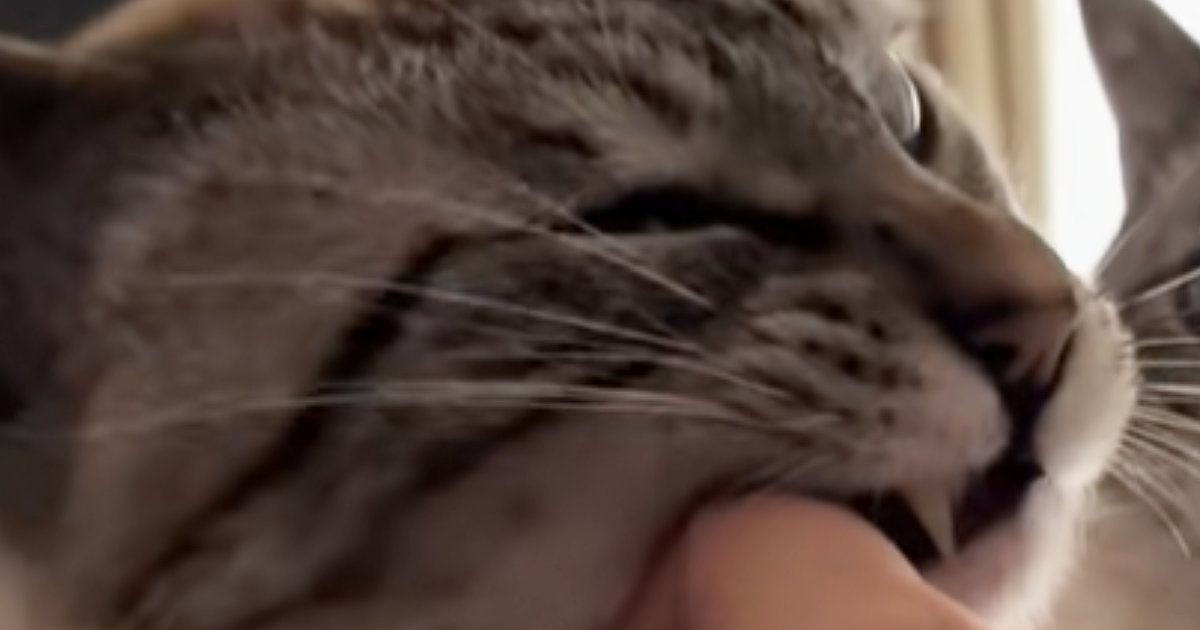 飼い主に甘える母猫→後ろにいる『息子猫の表情』を見ると…『まさかの光景』に爆笑の声続出「感情を知りたいｗ」「めっちゃ見てるｗ」