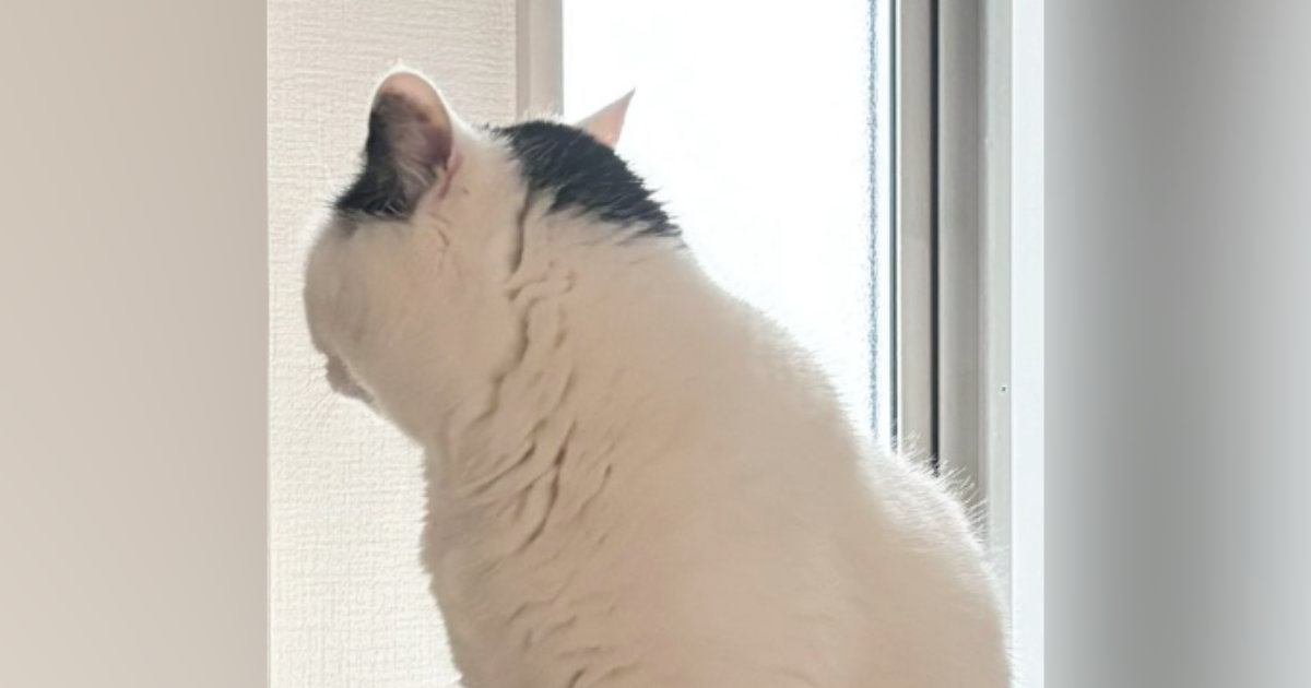 猫が『鏡を見つめている』かと思ったら…ドキッとする『まさかの瞬間』に３万いいねの反響「真剣な眼差しに笑った」「おもしろすぎるｗ」