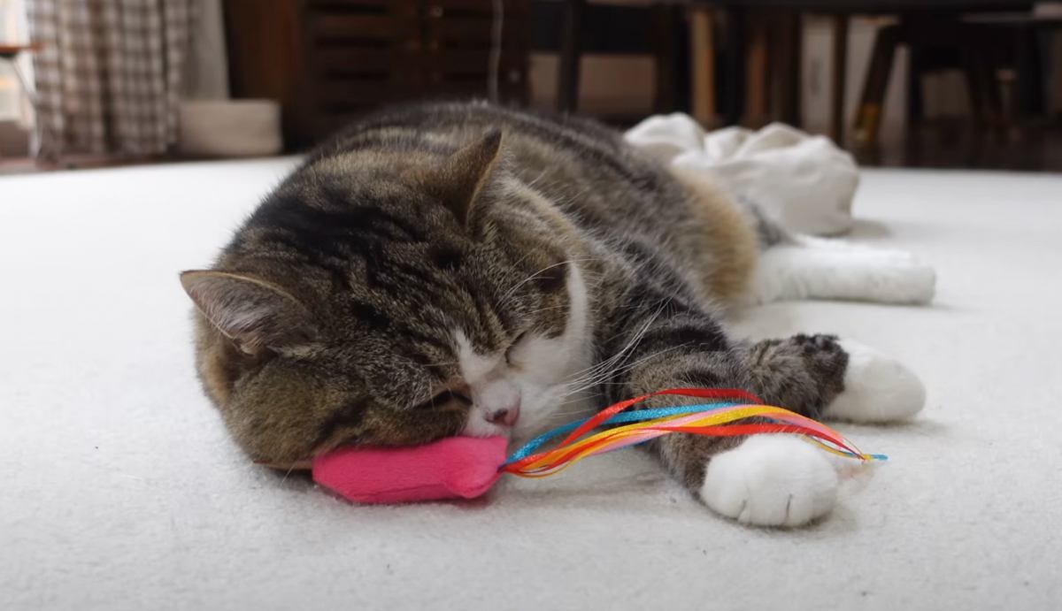 クッションをふみふみする猫→飼い主さんが『目をそらす』と…絶対に見ていてほしい様子が可愛すぎると3万再生「アピールｗ」「無言の圧で笑う」
