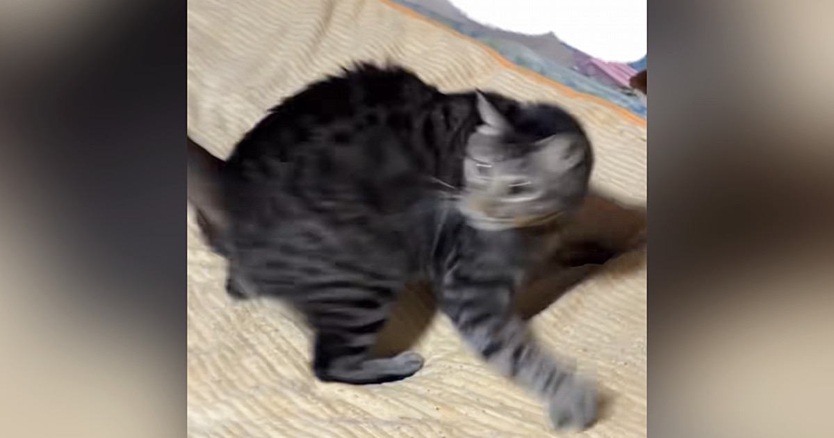 突然回りだした猫が次の瞬間…予想外の『完璧すぎるポージング』が168万再生「不意打ちすぎて笑った」「電車で見たらあかんヤツだったｗ」