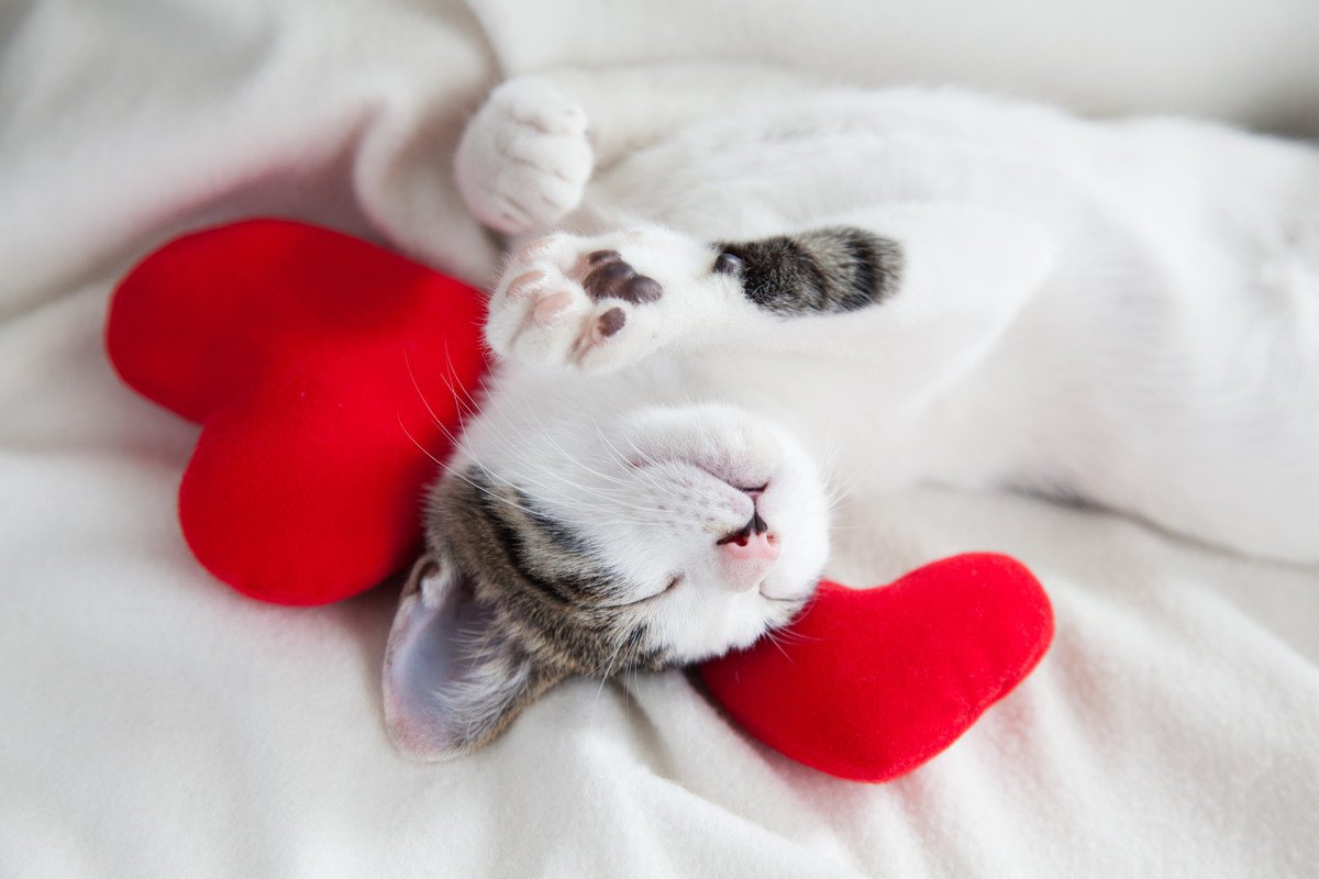 愛猫に大好き♡を届けたい！猫に愛情を伝えるための4つのコミュニケーション方法とは？