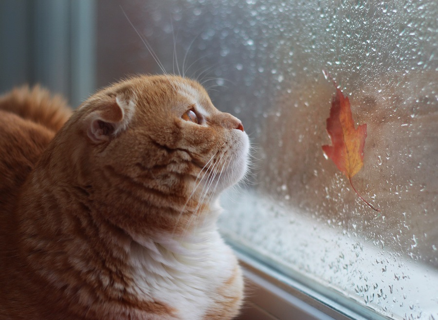 天気によって変わる猫ちゃんの気持ち