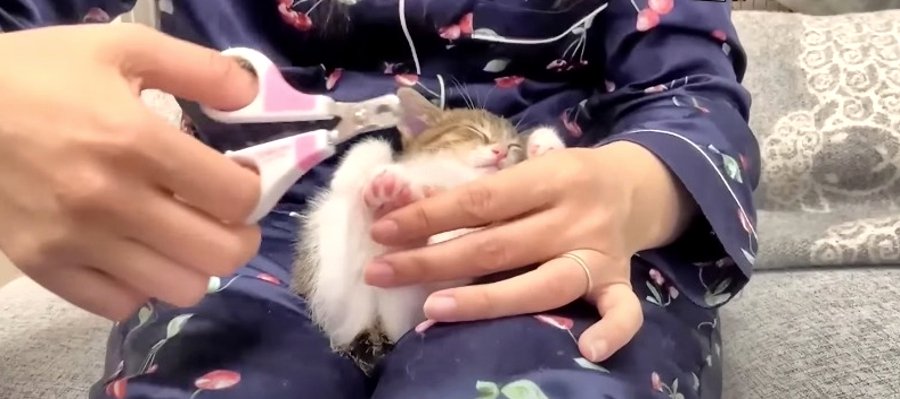 寝ている間に切っちゃおう！子猫ちゃん初めての爪切り♡