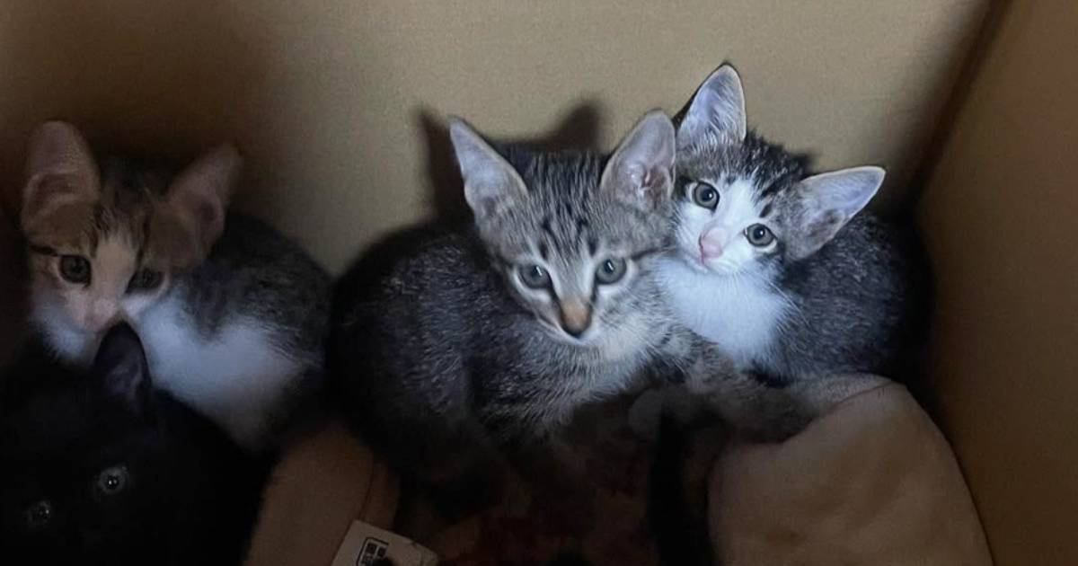 台風の日に寄ったコンビニで『今にも消えそうな猫の声』→確認したらゴミ袋の中に……「温かい涙が止まらない」「素敵な話」感動エピソードが反響