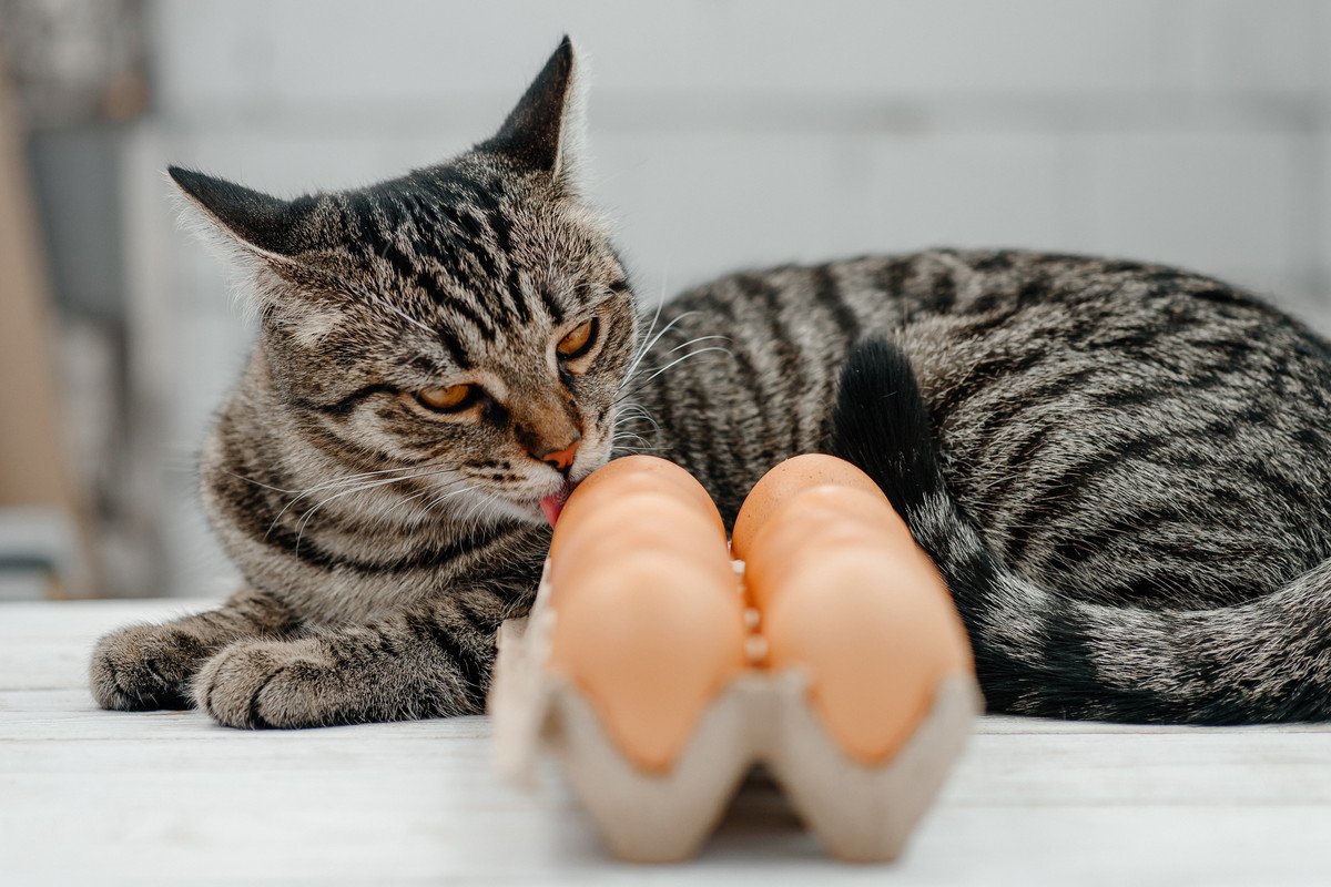 猫が食べると命に関わる『生の食べ物』5選　引き起こす症状や誤食時の対処法