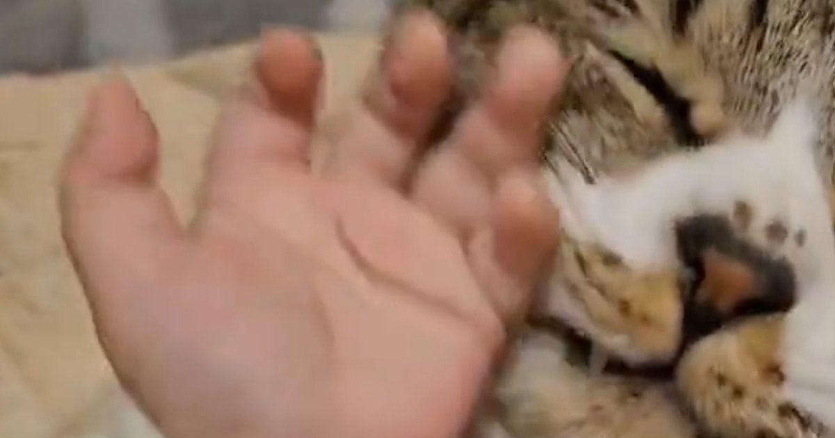 赤ちゃんの手に『自ら近づいて行った猫』…『まさかの行動』に３万いいねの反響「可愛すぎてたまらん」「てえてえ...」と癒される人が続出