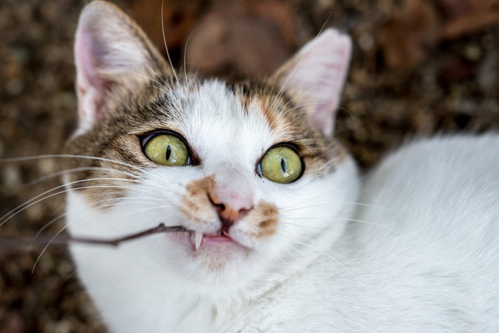 猫がキウイで酔っぱらう理由