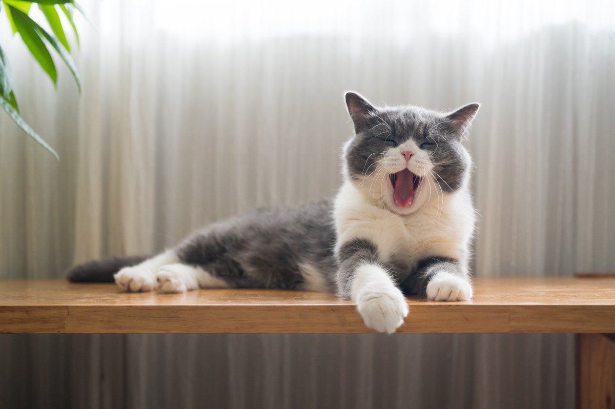 猫も『睡眠不足』には要注意！猫の眠りを妨げる4つの原因と起こり得るトラブル