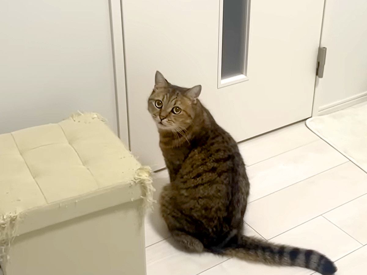 猫が扉の前で『外に出たいアピール』→暑いので断った結果…『まるで人間のように抗議する姿』に「声かわいい」「おしゃべり丸顔ｗ」と反響