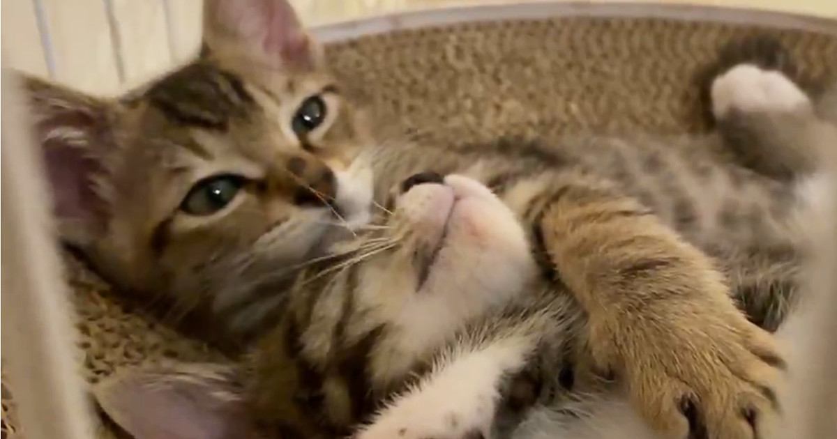 爪とぎの上でくつろぐ『2匹の子猫』を撮っていると…予想外の『とんでもなく可愛い展開』に５万いいね「え～たまらん」「ものすごく癒された」