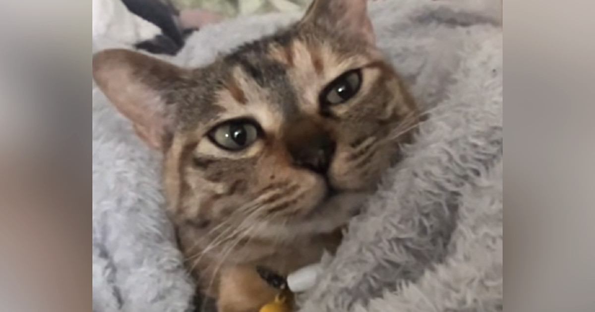 昼寝から目を覚ましたネコ→『おはよう』と声をかけた結果…思いもよらない返事に「確実に言ってるｗ」「猫って挨拶するんだね」と16万再生