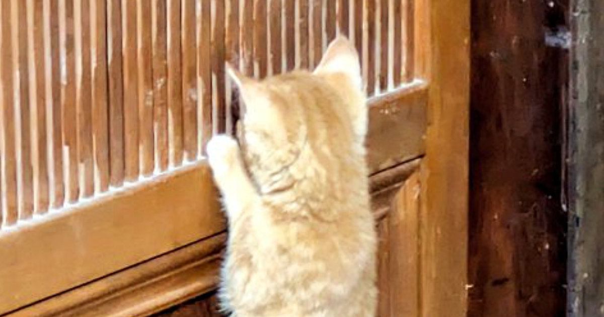 とんでもなく賢い母猫→血を受け継いだ『2匹の茶トラ猫』が……驚きの行動に「漫画とかアニメの世界ｗ」「さすが最強のお母さん」と話題