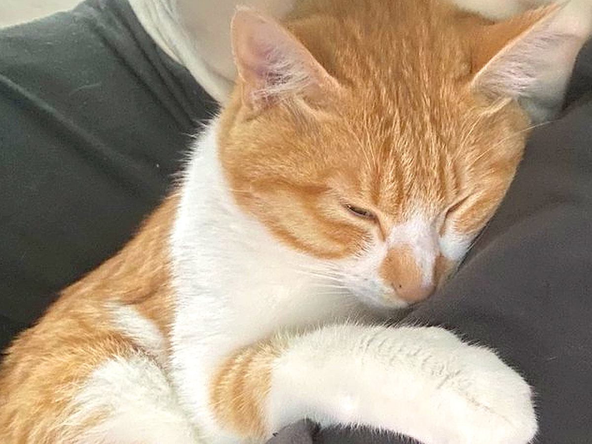 『今日は涼しいから特別だニャ』夏が始まる前、ネコが飼い主に…とんでもなく尊い『まさかの大サービス』が19万表示「幸せな風景」と絶賛