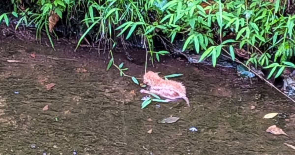 用水路に落ちていた『生後2日ほどの赤ちゃん猫』を保護→1か月が経つと…涙あふれる変化の様子に感動の声「よく生きていたね」「本当に良かった」