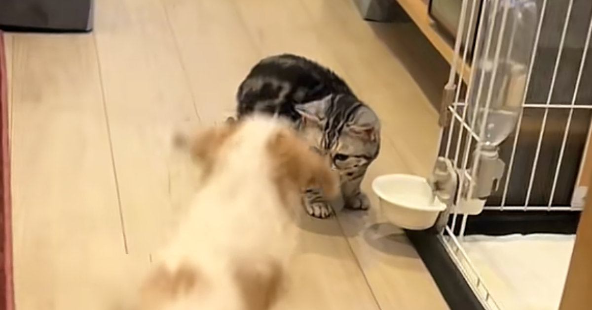 大好きな猫を見つけた犬が『勢いよく突進』した結果…尊すぎる光景が30万再生「かわいい世界すぎる」「シルエットが同じ」