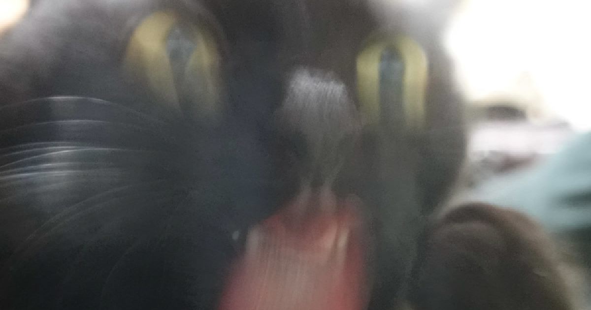 毛づくろい中の黒猫を撮影してみると…『まさかの光景』に『５万いいねの反響』「かなり勢いあって笑ったｗ」「アッパーをぶちかます猫」