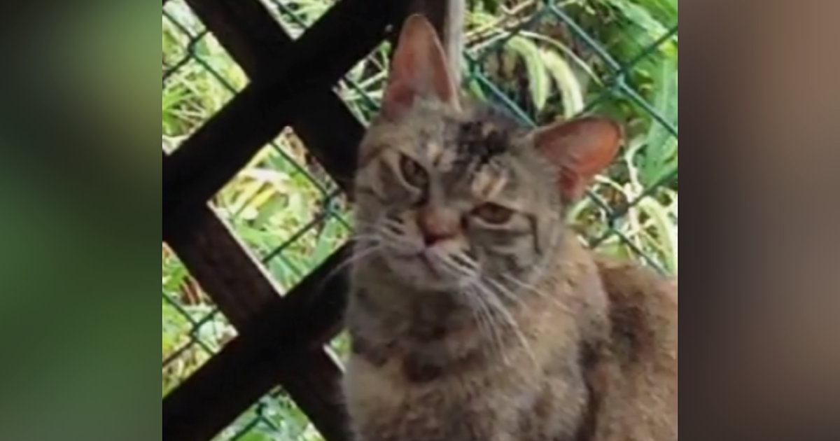 『庭先に通うようになった野良猫』を保護→半年が経つと…心温まる『変化の様子』に感動の声続出「表情が変わった」「すごい涙が出た」