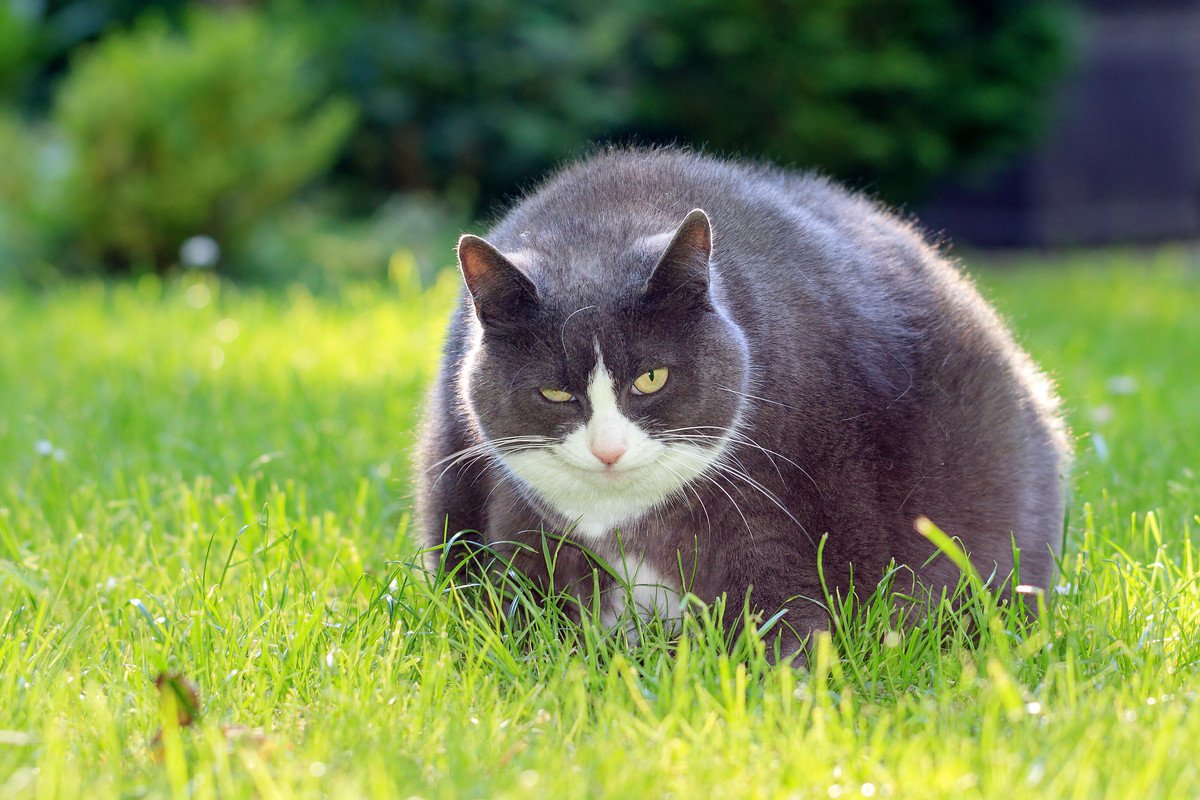 食べ過ぎの猫は、体重が増えても栄養が十分に取り込めていないことが判明　米研究者ら発表