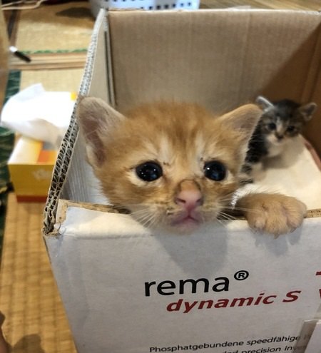 猫を飼わないと絶対にわからない『今までと変わること』５つ