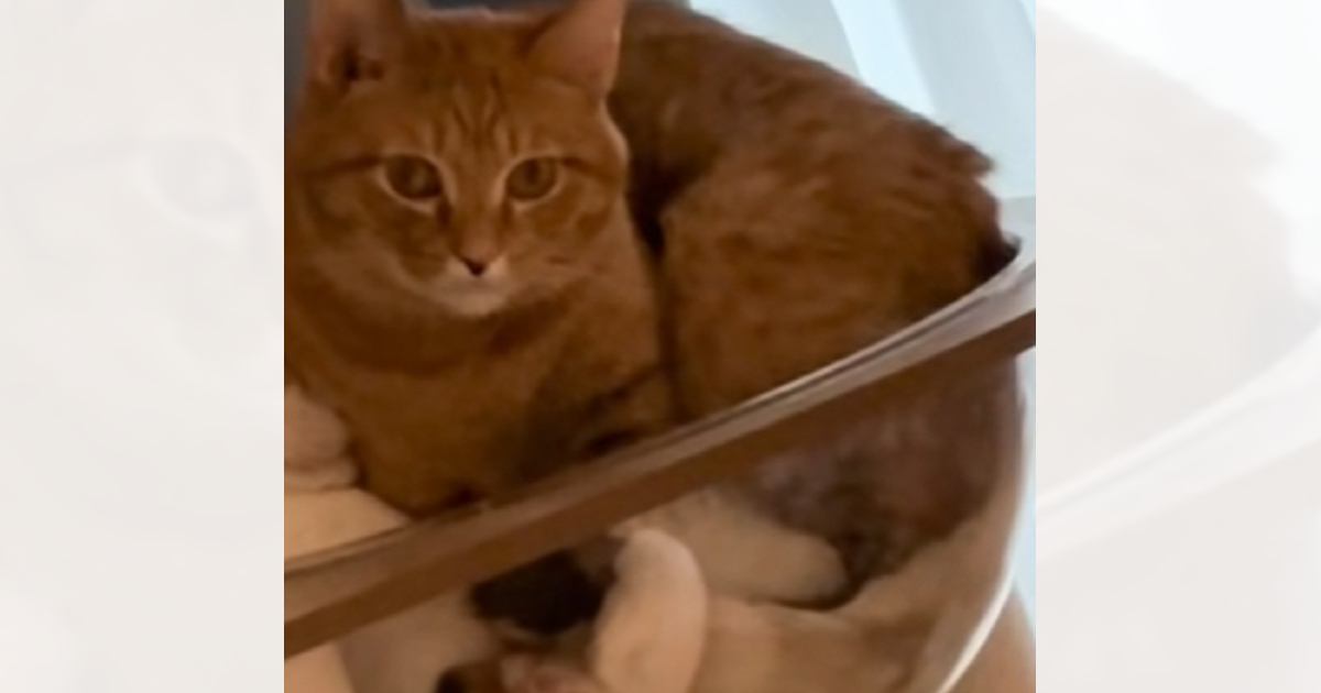 小さなボウルの中に2匹の猫→下にいる猫の『顔』を見てみたら…まさかの光景に「爆笑ｗｗ」「なんで上のほうが気まずそうなのｗ」と32万再生