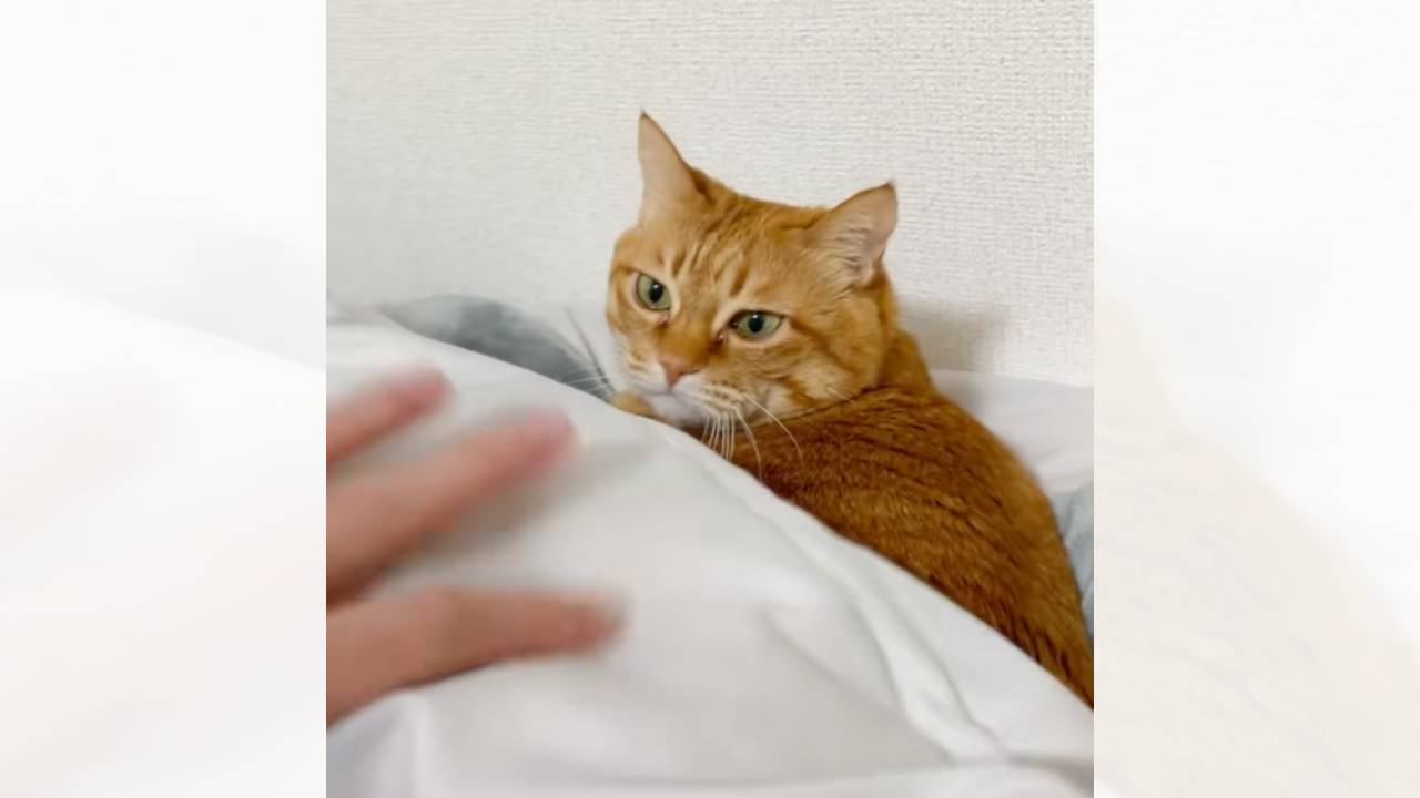 誕生日を祝おうと布団をはがしたら、猫が…まさかの『足としっぽを使ってキレる姿』に23万いいね「初めて見る怒り方ｗ」「ため息で草」