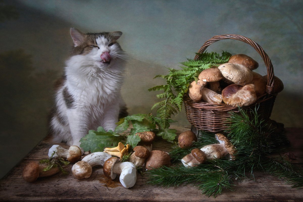 強い体作りをサポート！猫の『免疫力を上げる』3つの食材　どのように取り入れればいいかも解説