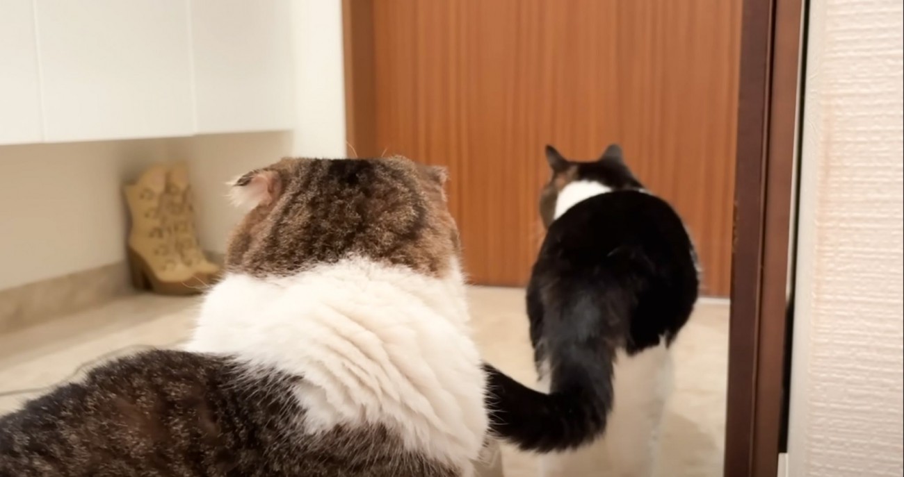 親子猫に見送られたママ→こっそり戻って『クローゼットに隠れてみた』結果…予想外の展開が7万再生「表情がかわいい」「鋭すぎるｗ」