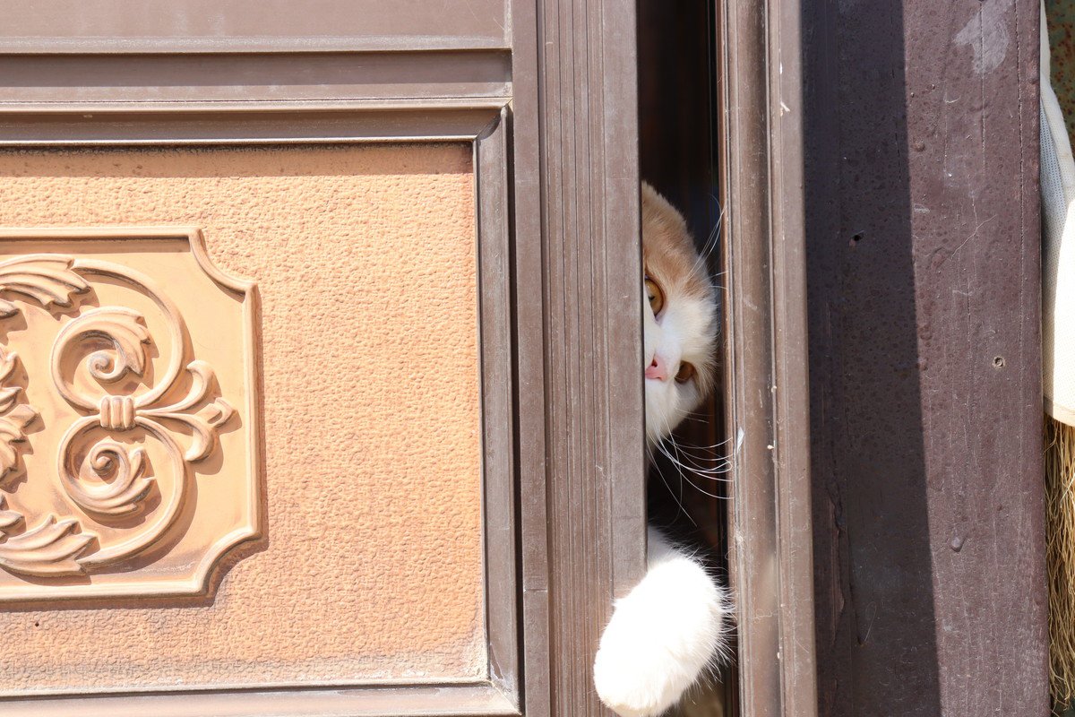 猫の『賢さ』にビックリさせられる瞬間5選　生きるために身につけた、猫たちのすごい知恵
