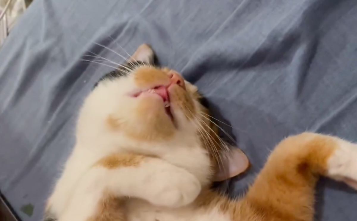 眠りながら『むにゃむにゃ』と口を動かす猫→飼い主さんが笑ったら…『とんでもなく可愛い瞬間』が430万表示「最高に愛おしい」「国宝」