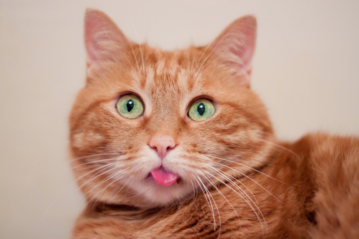 猫が『舌を出したまま』なときに考えられる理由3つ　お茶目な仕草では済まないことも？病気のリスクまで解説