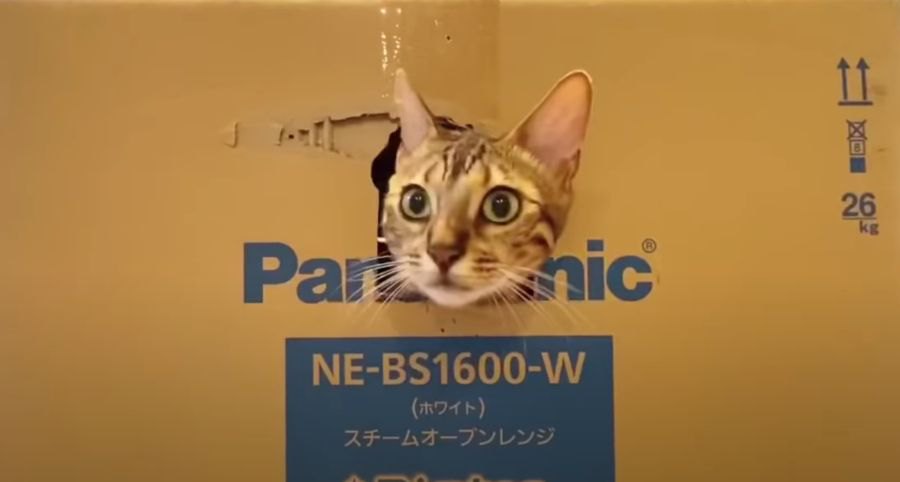 大きなダンボールの箱！猫さんたちはどうやって遊ぶ？